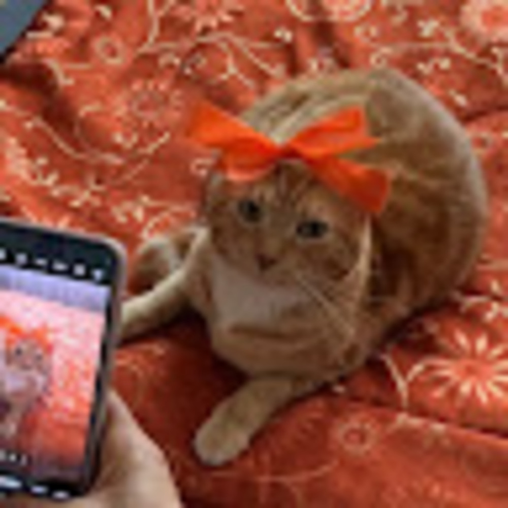 Meet your Posher, Alexa